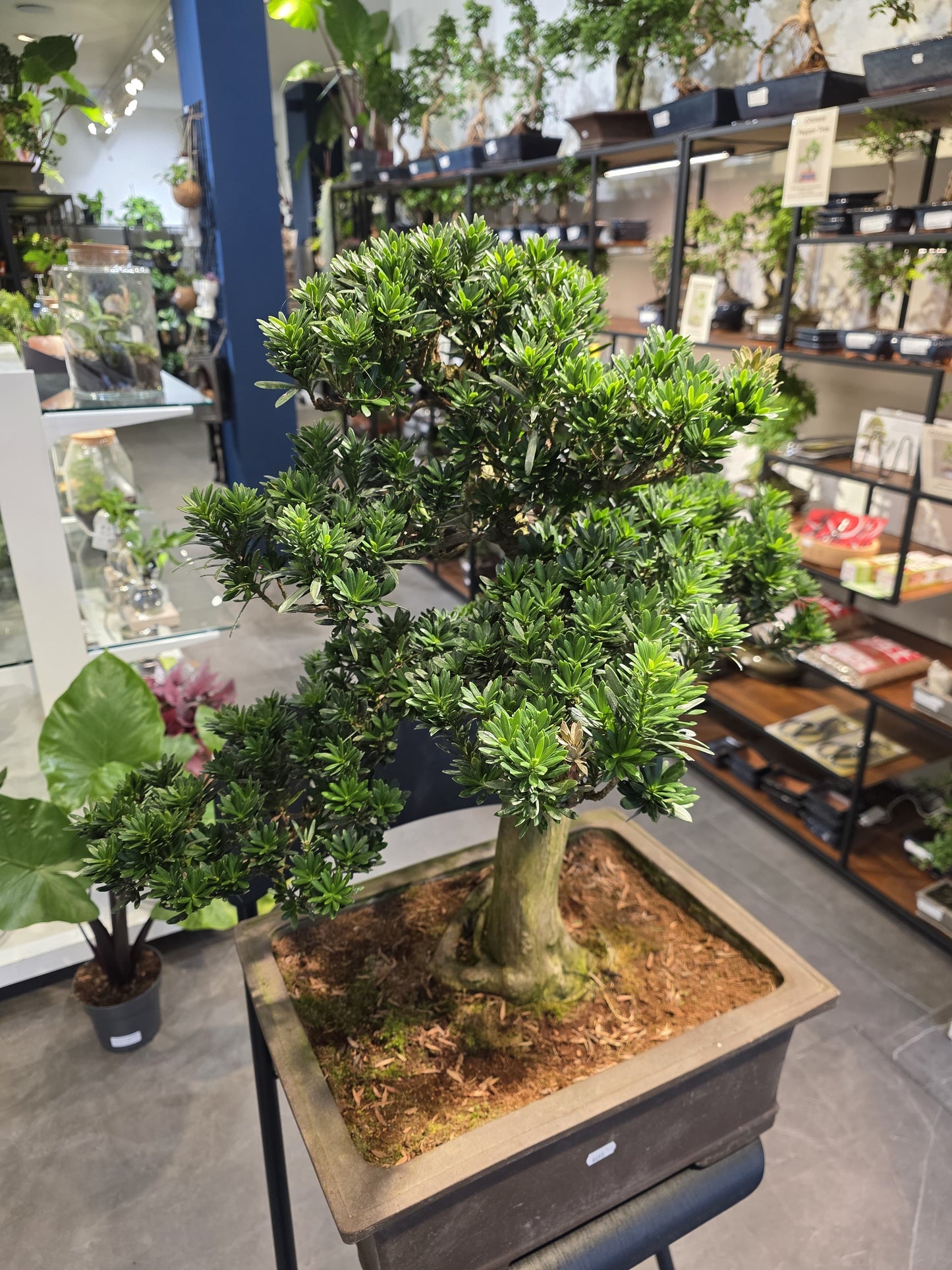 Buddhist Pine (Podocarpus)