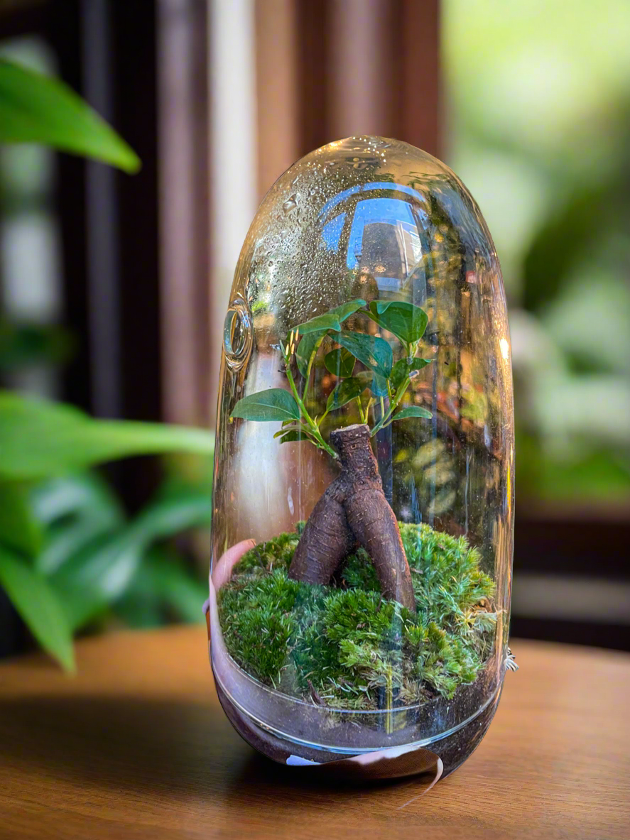 Ficus Terrarium