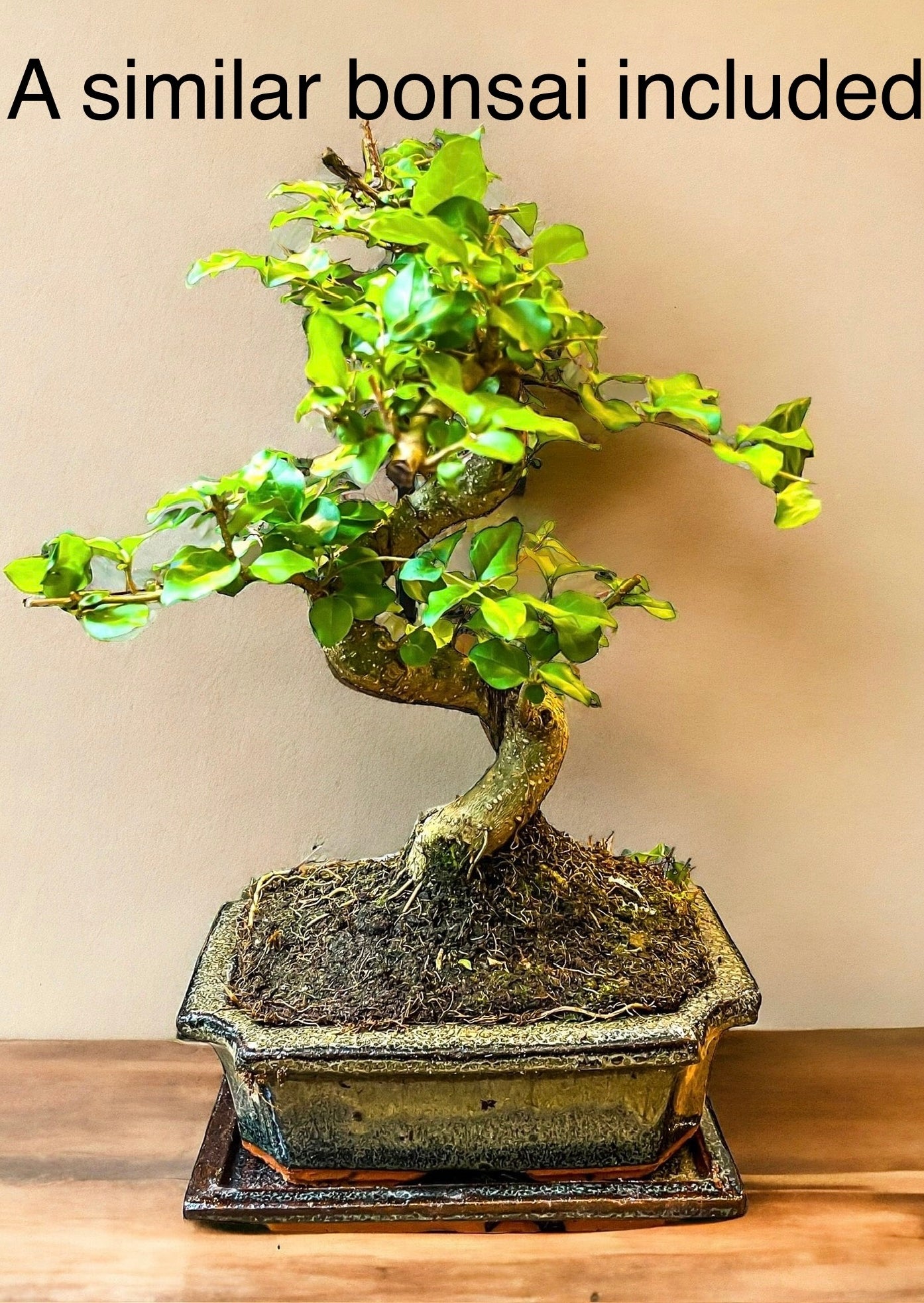 Bonsai Workshop  | 6 people and up