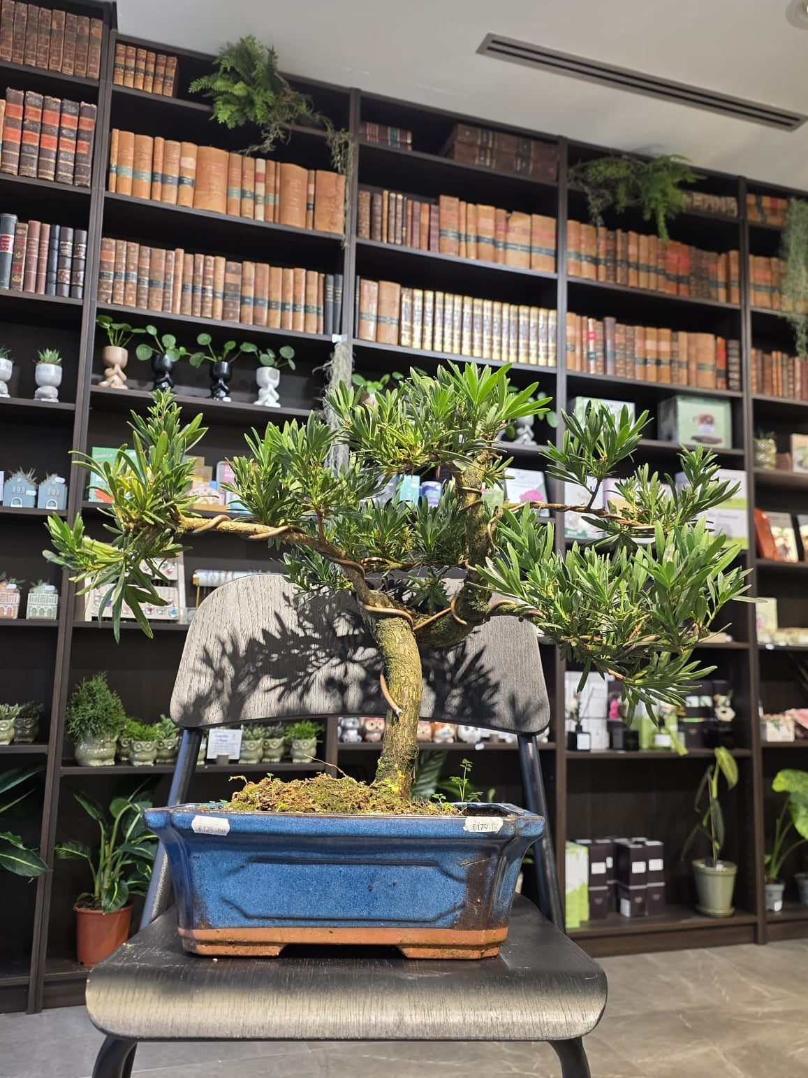 Buddha’s Pine (Podocarpus)