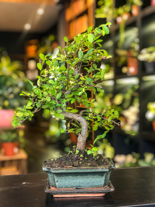 Chinese iep bonsai | Moyogi-stijl (S-vormige, informele rechtopstaande stijl)
