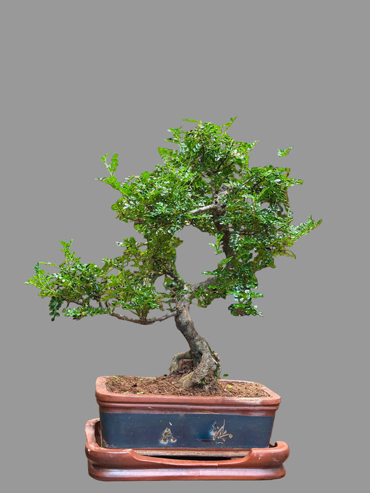 Chinese Pepper Tree (large)