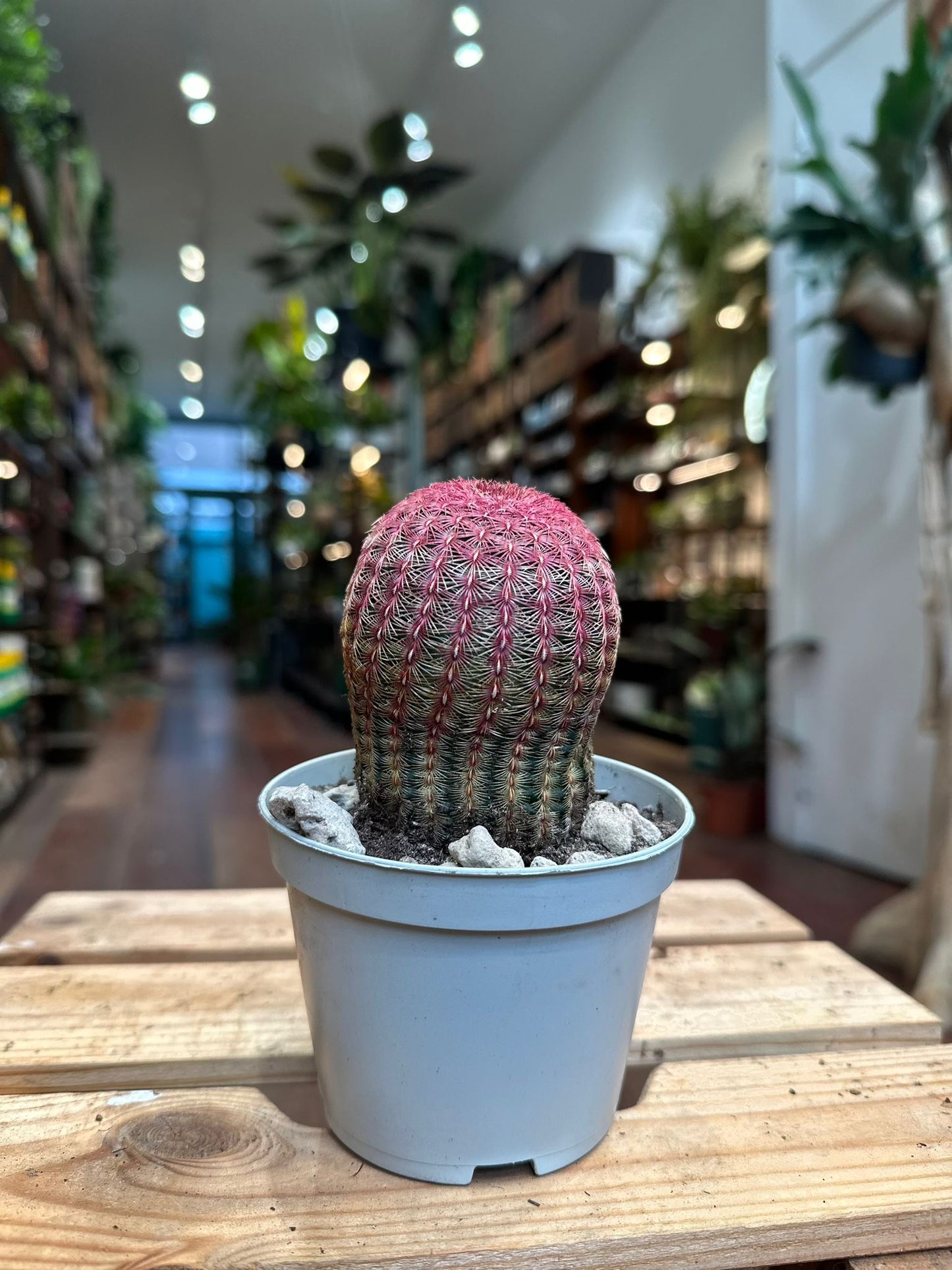 Echinocereus Pectinatus Rubispinus