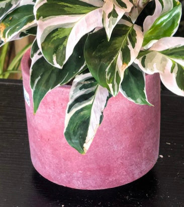 Pink pot - medium