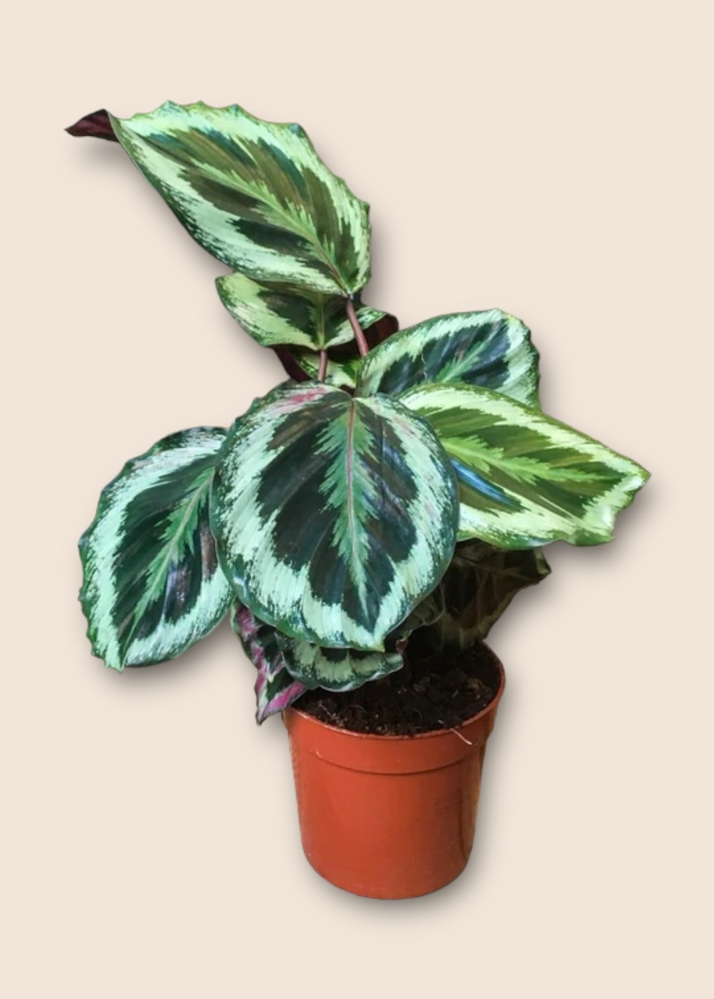 Calathea Medallion