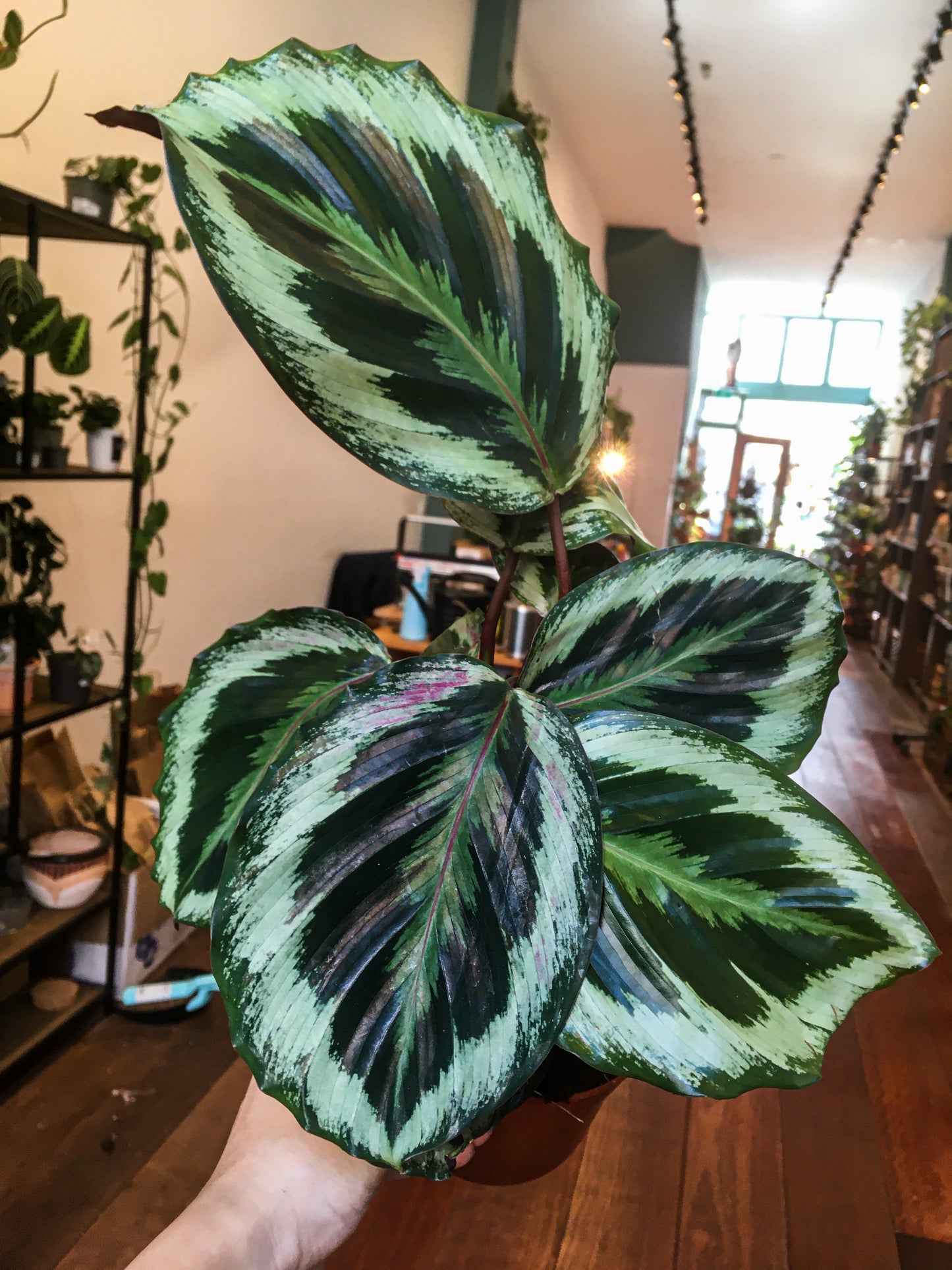 Calathea Medallion