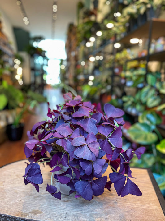 Purple Oxalis