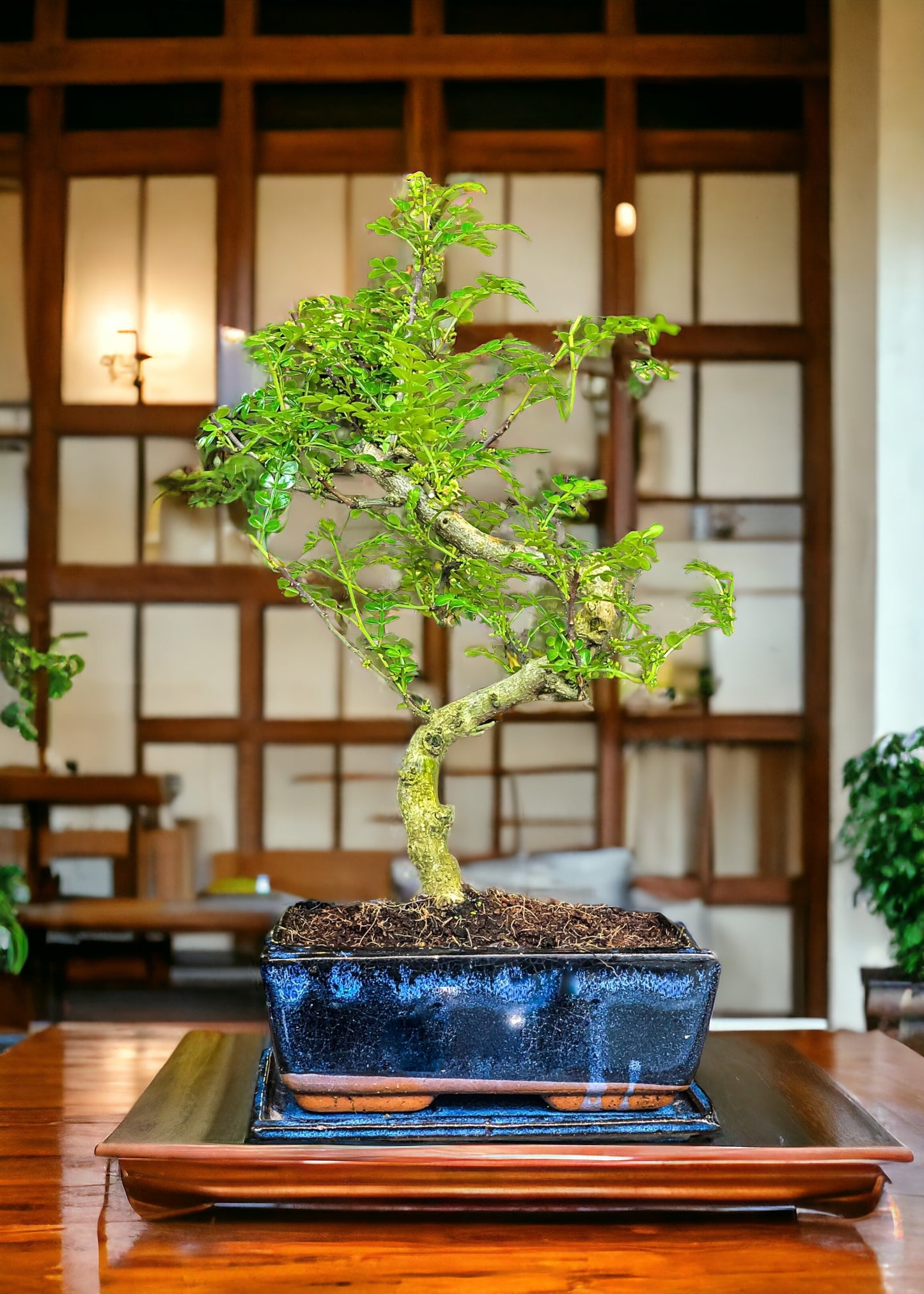 Chinese Pepper Tree | Moyogi Style (S-shaped, Informal Upright Style)