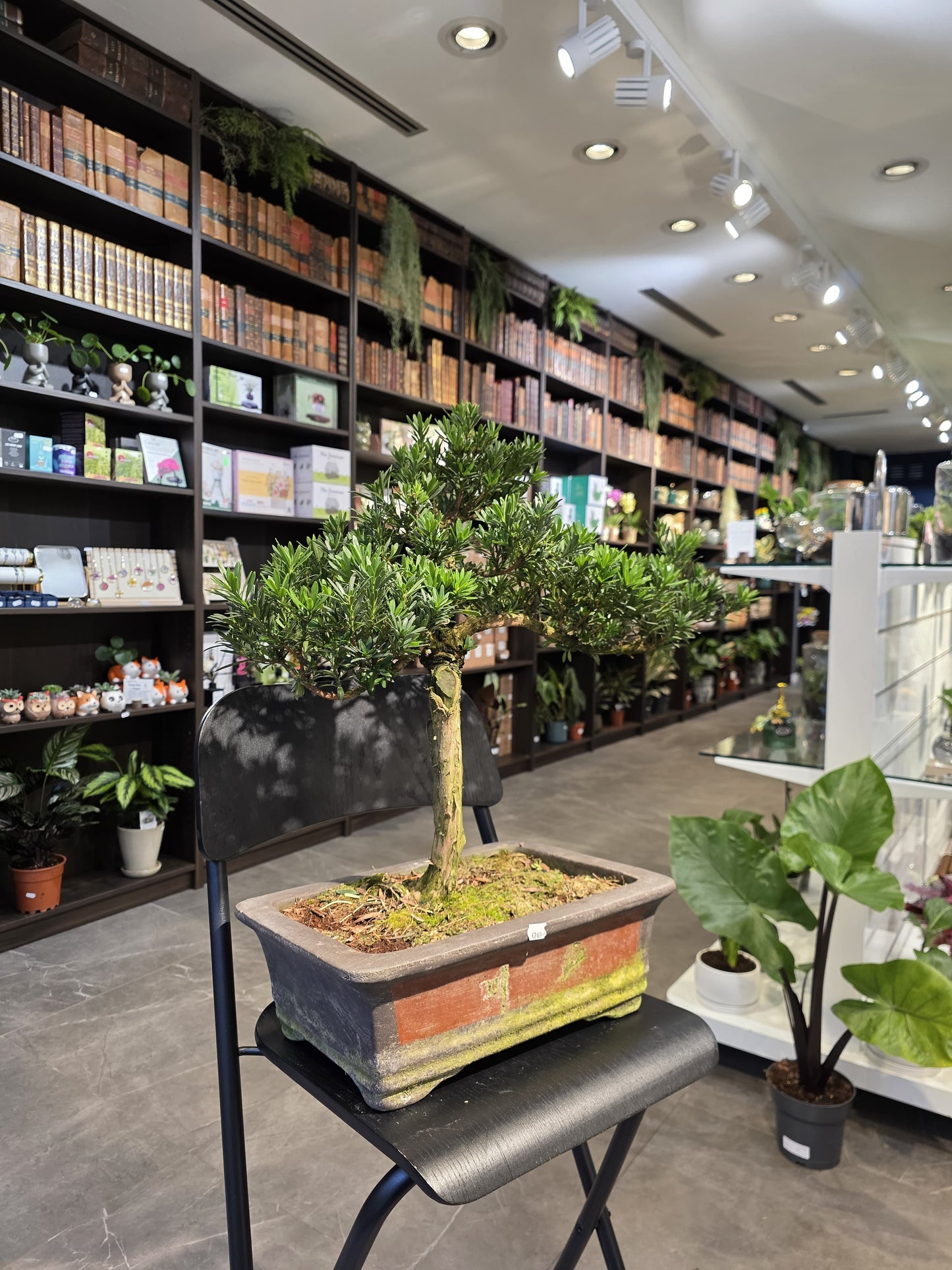 Buddha’s Pine (Podocarpus)