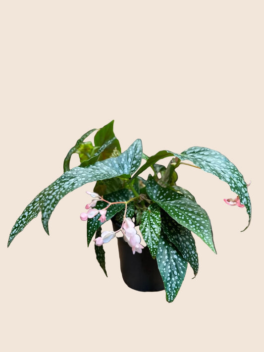 Polka Dot Begonia - Medium
