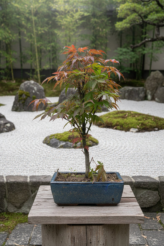 A potted Acer palmatum plant with green and reddish-brown leaves in a rectangular blue-gray ceramic pot, set against a white textured backdrop.