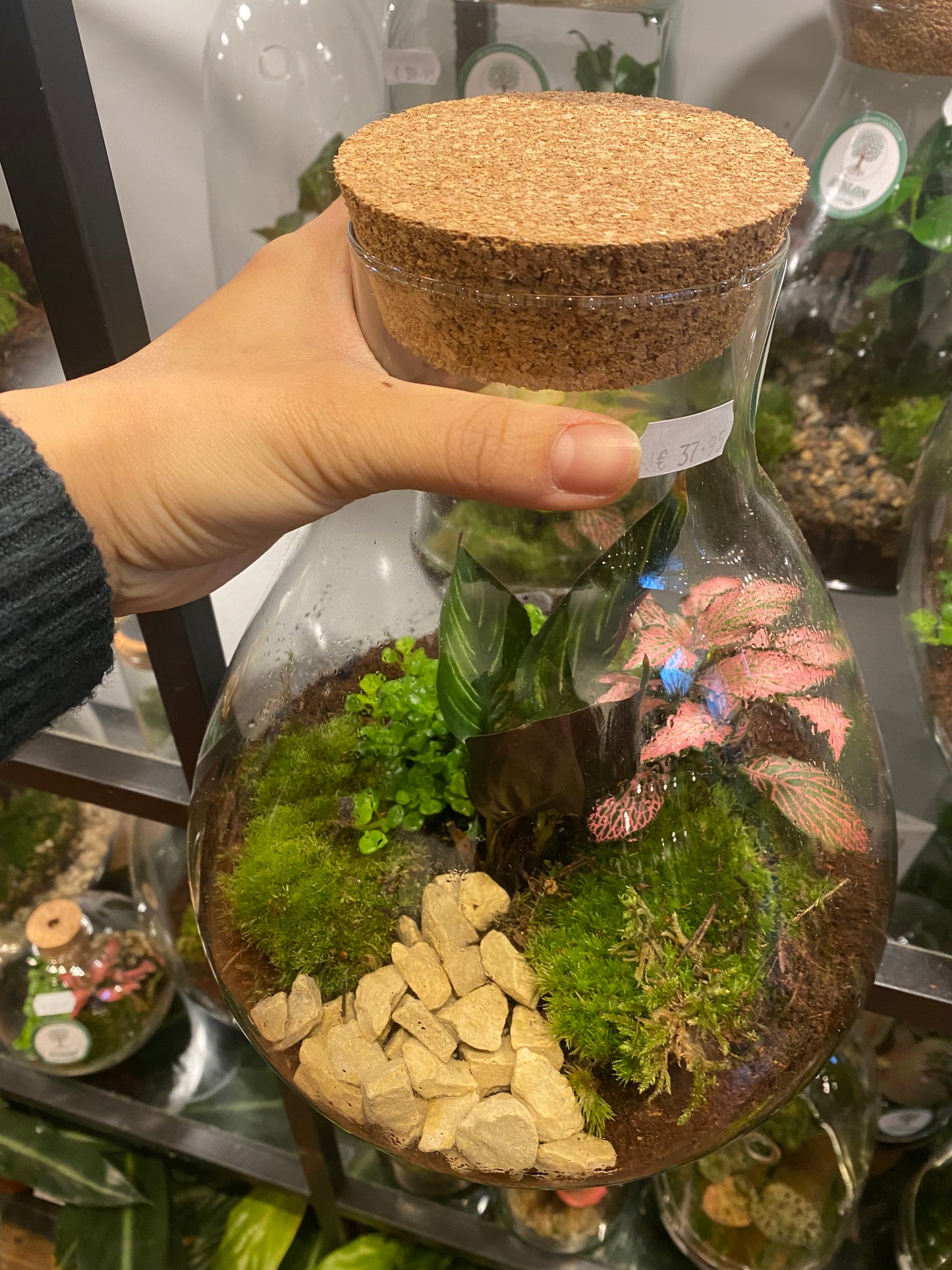 Terrarium