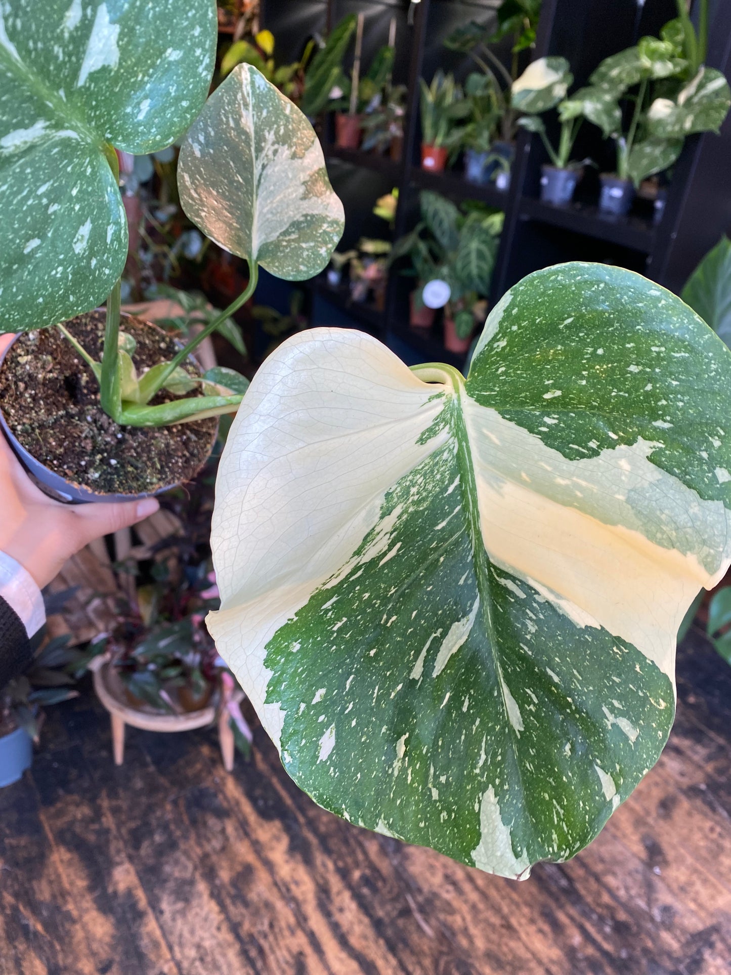 Monstera Thai Constallation