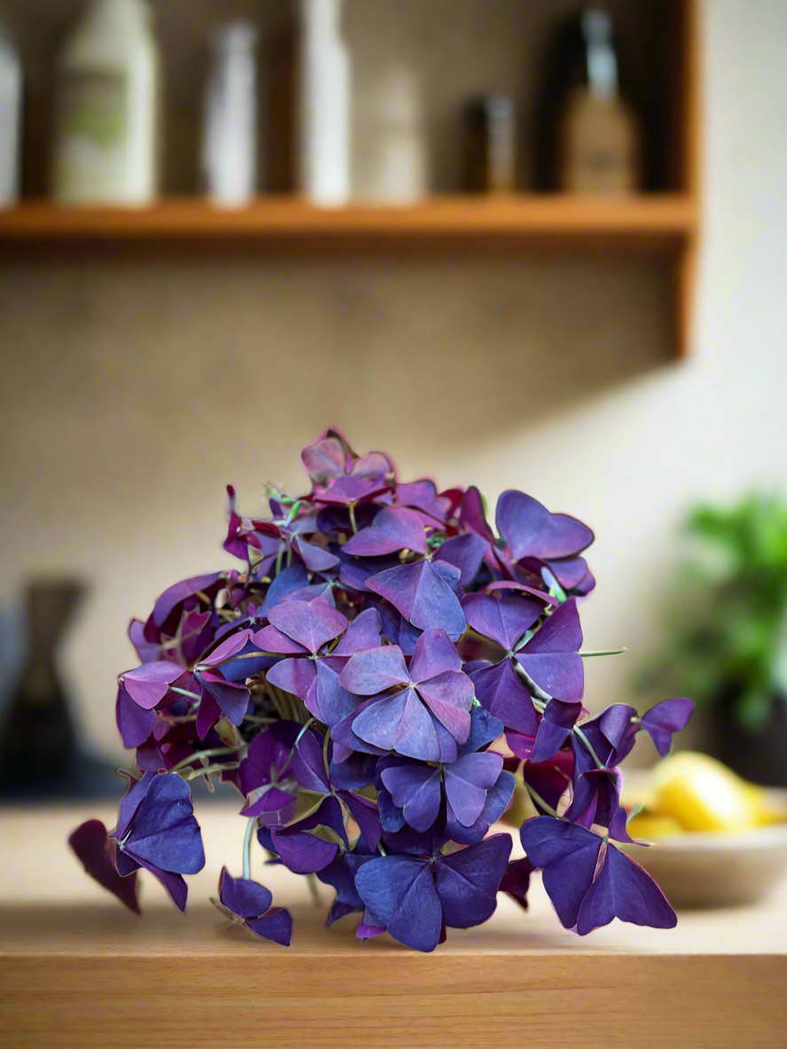 Purple Oxalis