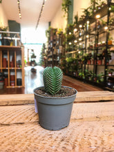 Load image into Gallery viewer, Crassula “Buddha’s Temple”
