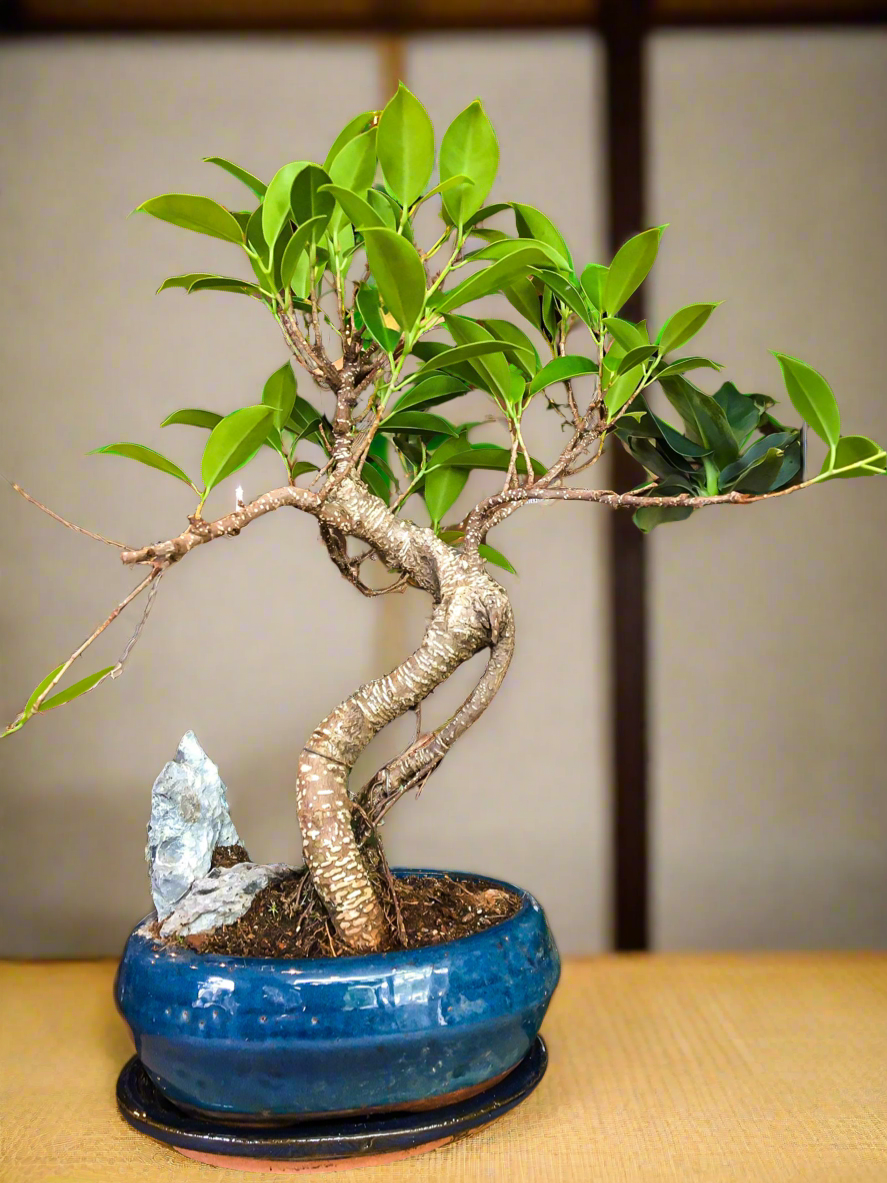 Ficus Bonsai with a Rock Scene - Medium Large