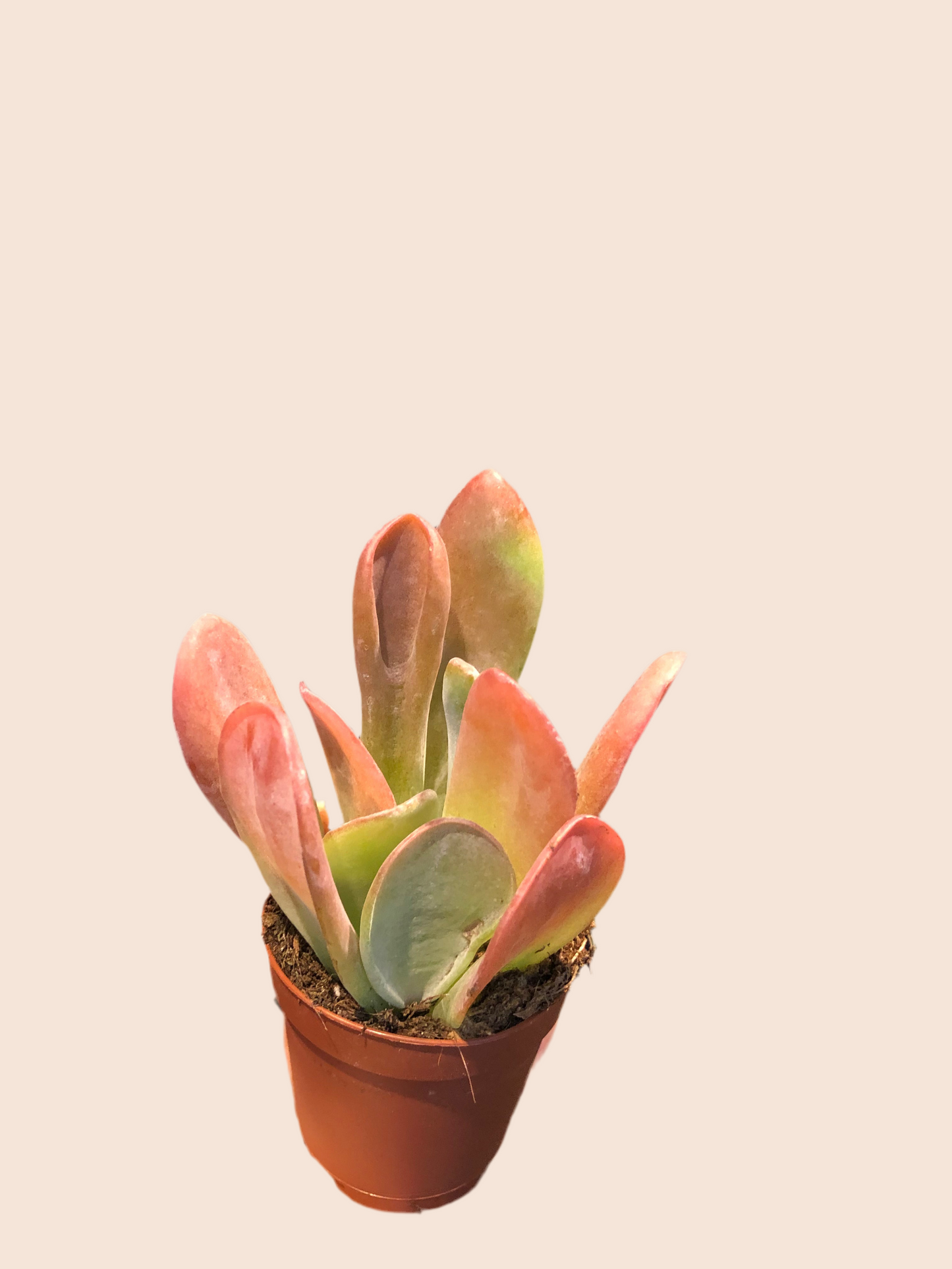 Kalanchoe Oricula