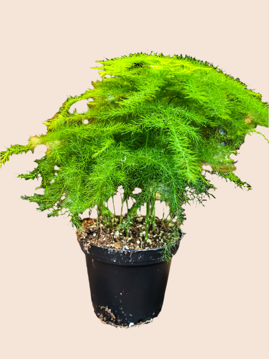 Asparagus Plumosus Fern