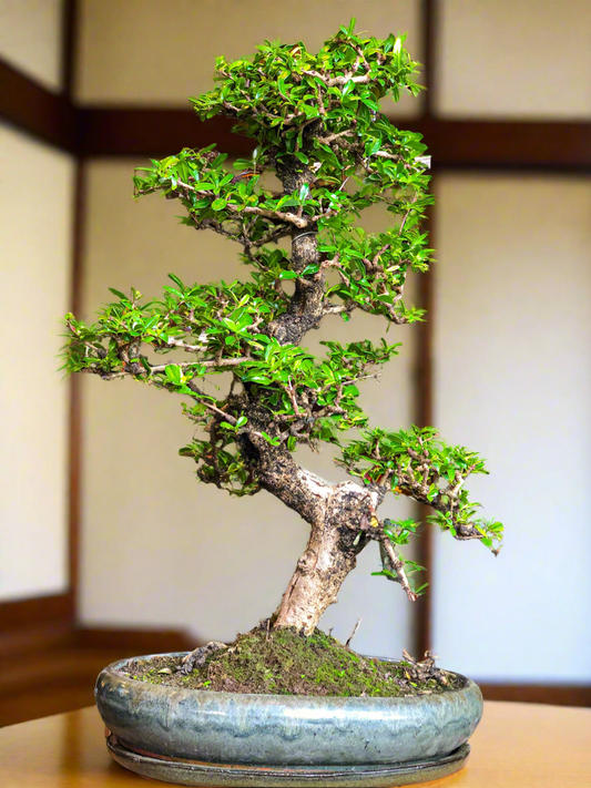 Grote Carmona Bonsai