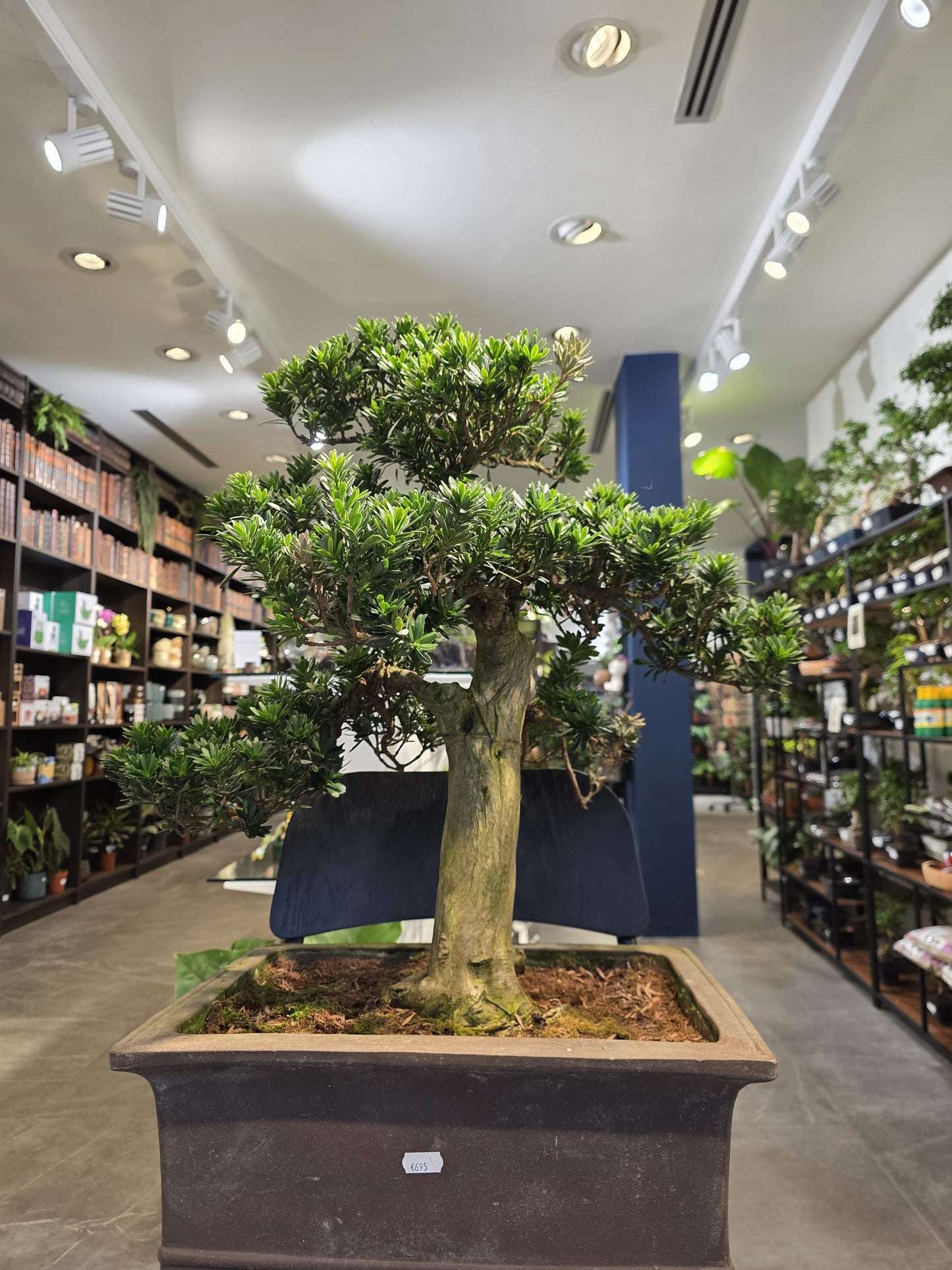 Buddhist Pine (Podocarpus)