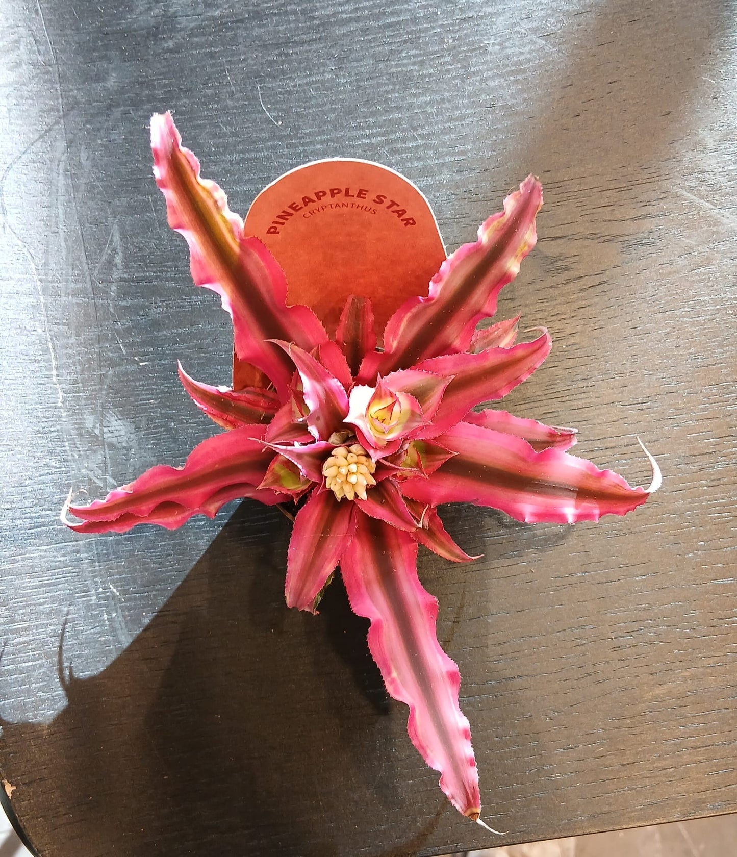 Cryptanthus - pineapple star
