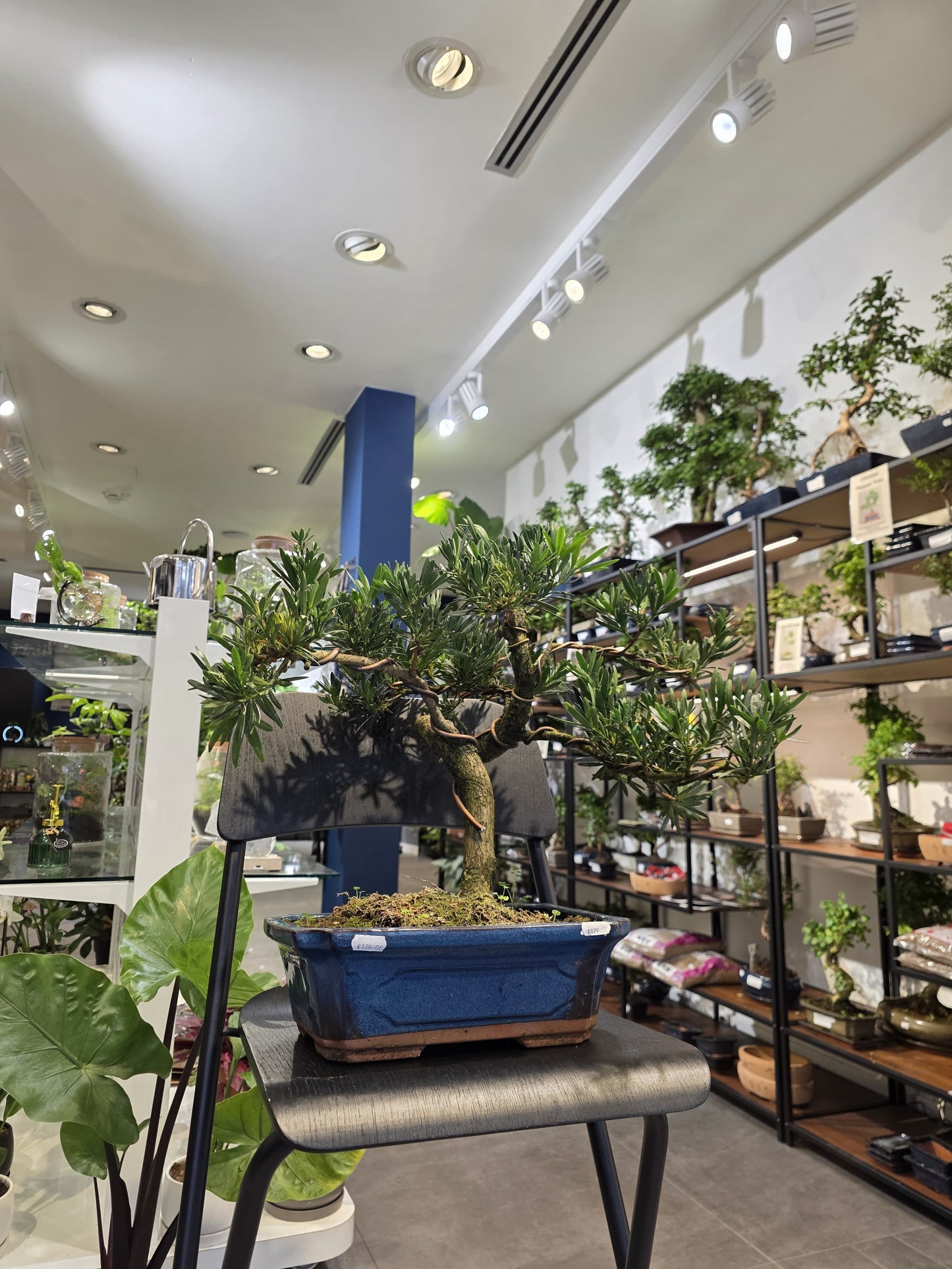 Buddha’s Pine (Podocarpus)