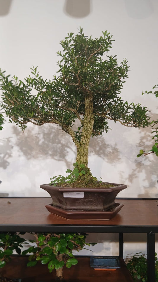 Buxus (price difference)