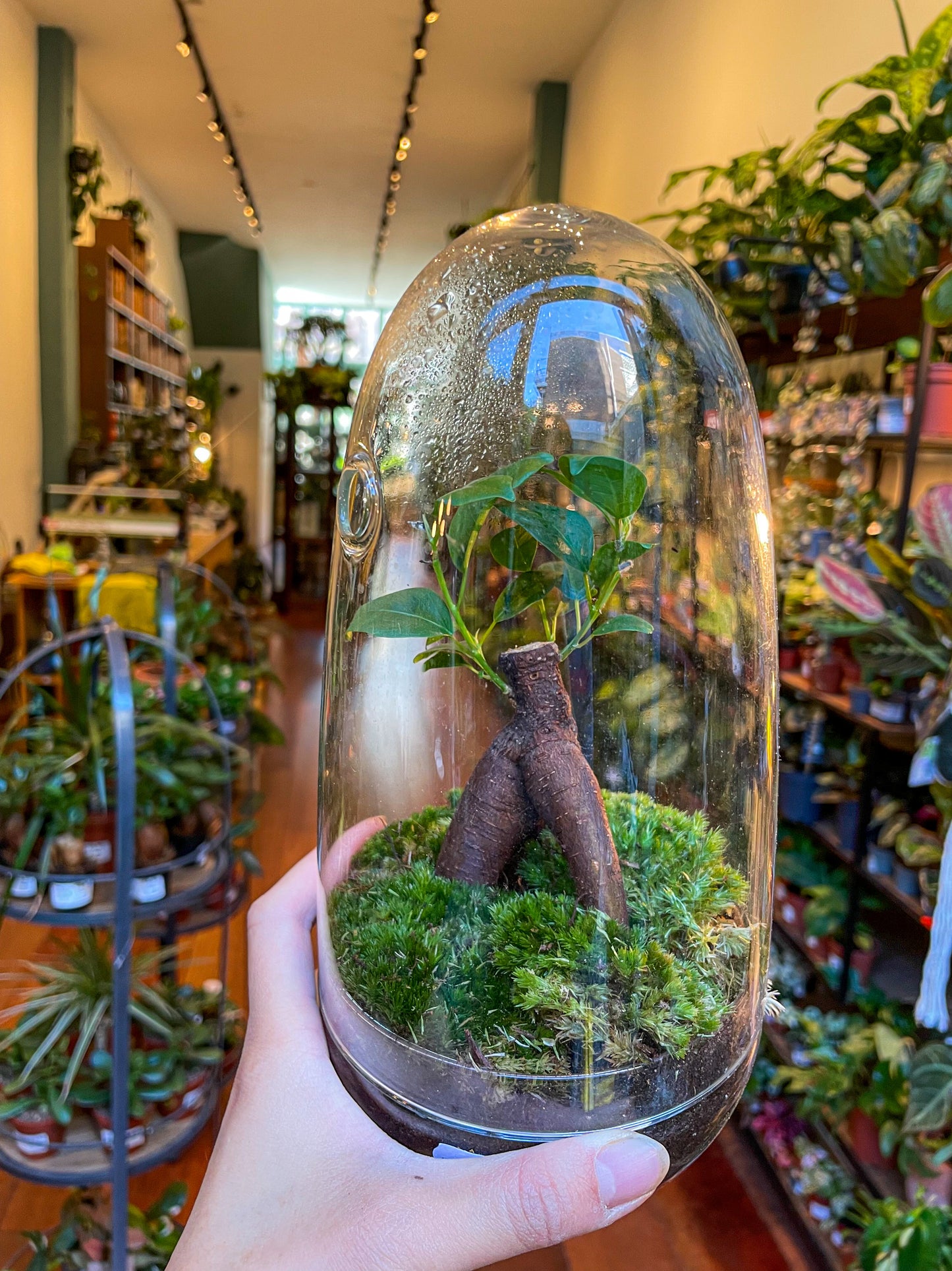 Ficus Terrarium