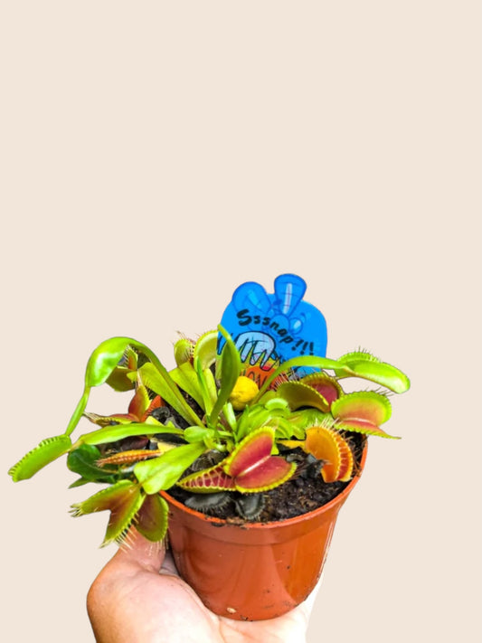 Carnivorous Plants - Venus Flytrap (Dionaea muscipula)