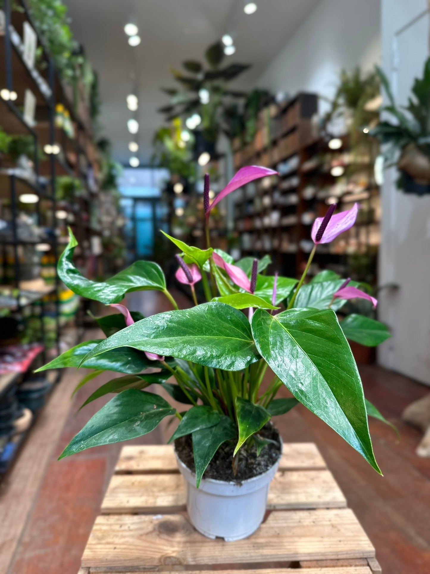 Anthurium (Purple flowers)