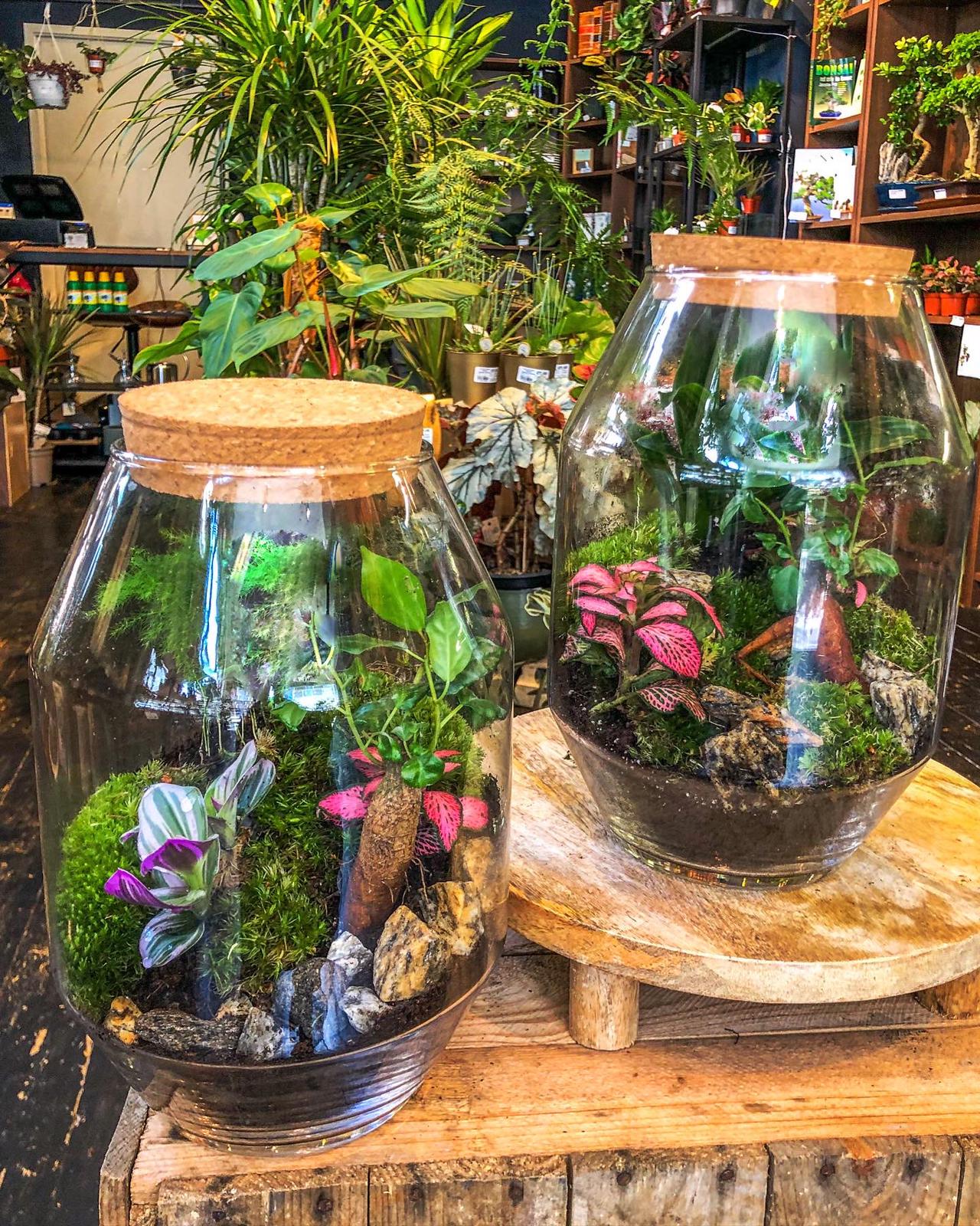 (Amsterdam) Private Terrarium Workshop  | 4 people and up