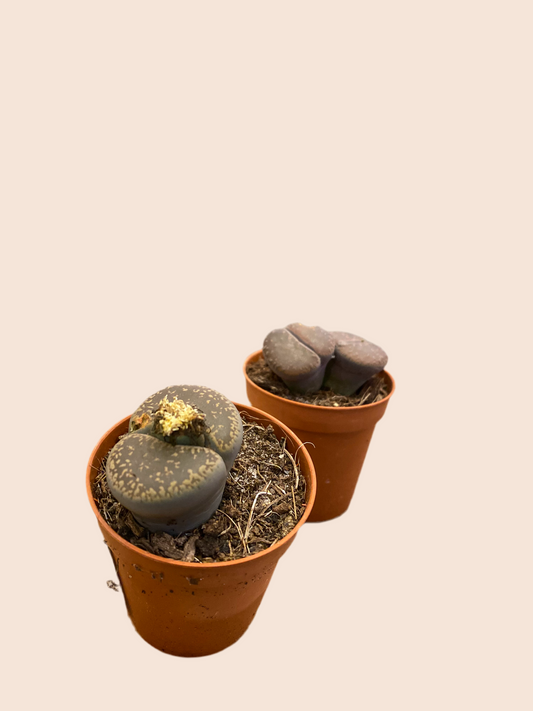 Lithops (living stone) - Multiceps