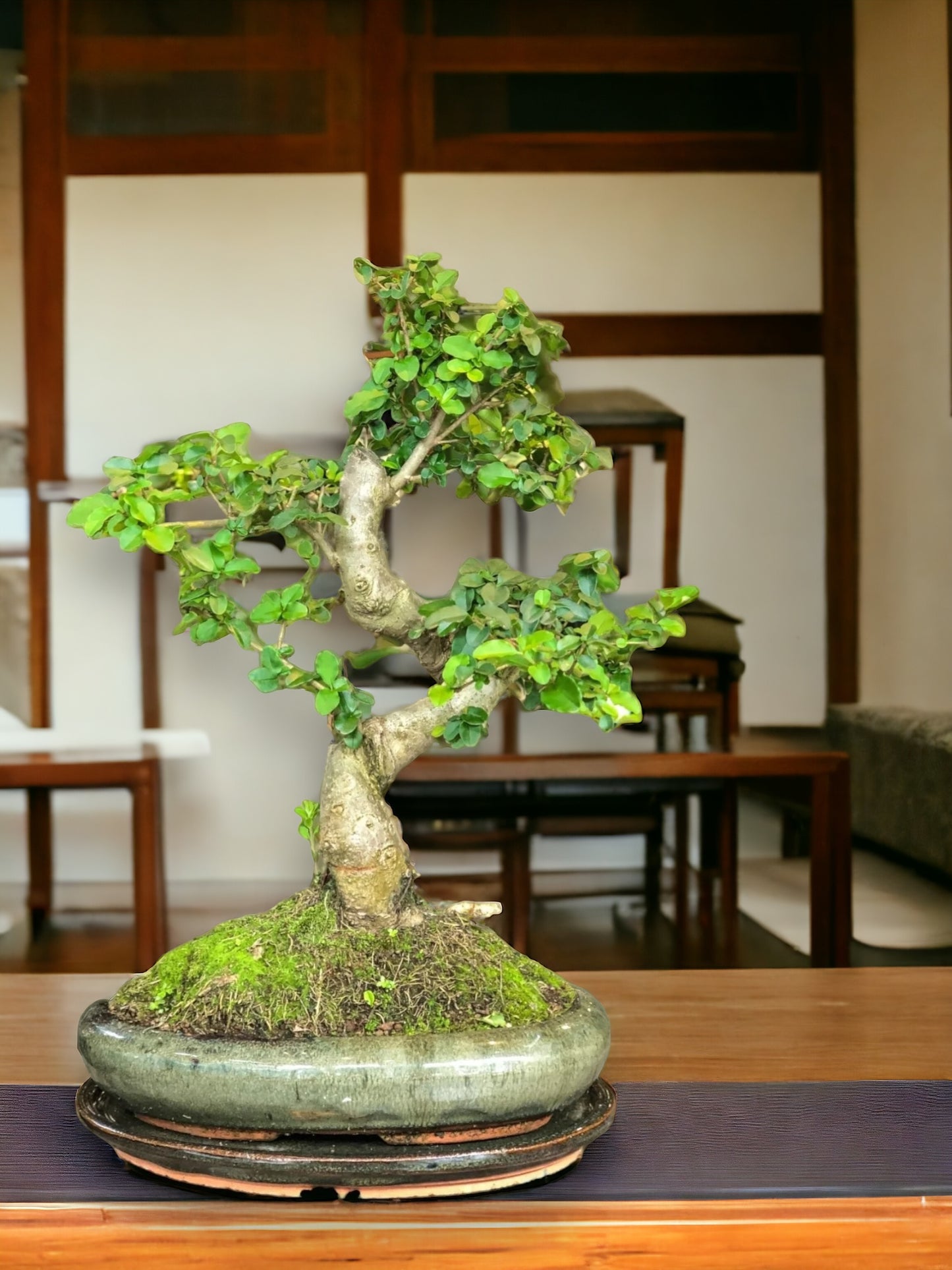 Ligustrum Bonsai (L) | Moyogi Style (S-shaped)
