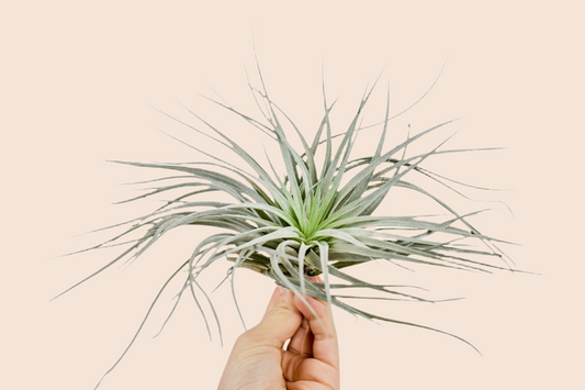 Tillandsia Silver