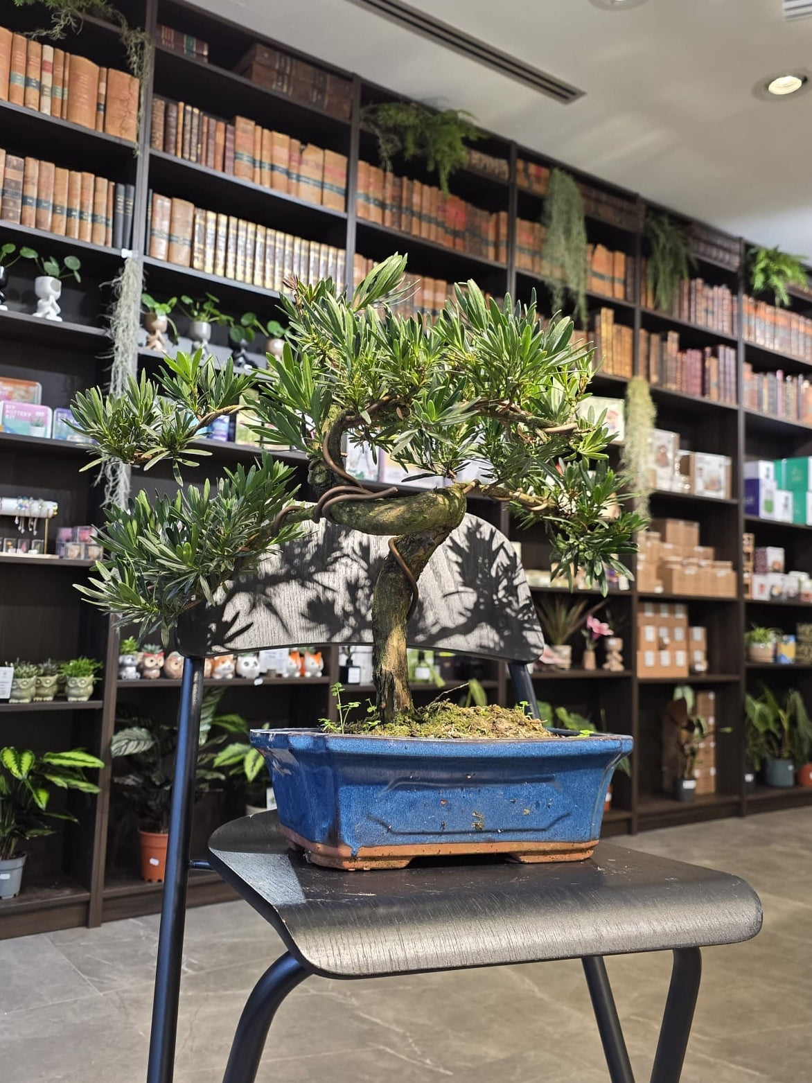 Buddha’s Pine (Podocarpus)