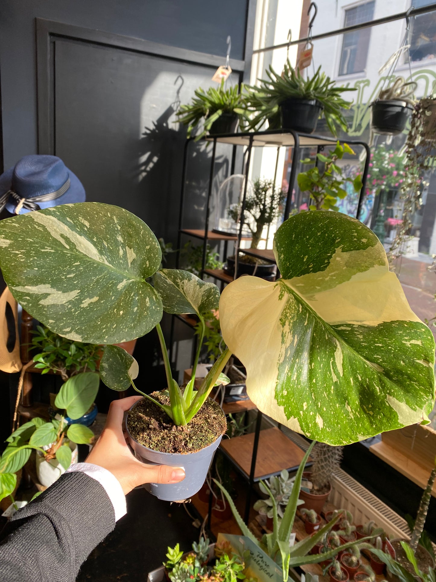 Monstera Thai Constallation