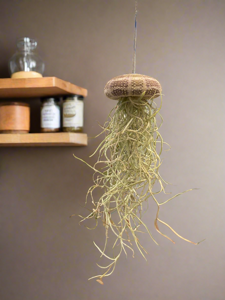 Tillandsia Jellyfish