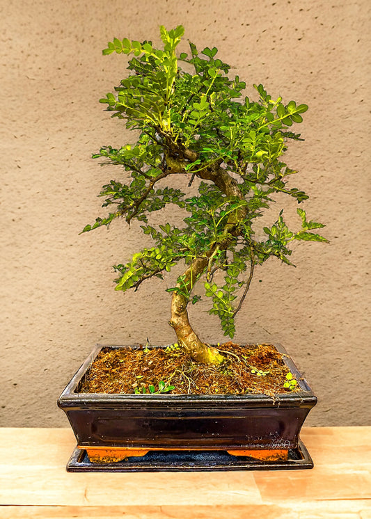 (XL) Chinese Pepper Tree | Moyogi Style (S-shaped, Informal Upright Style)