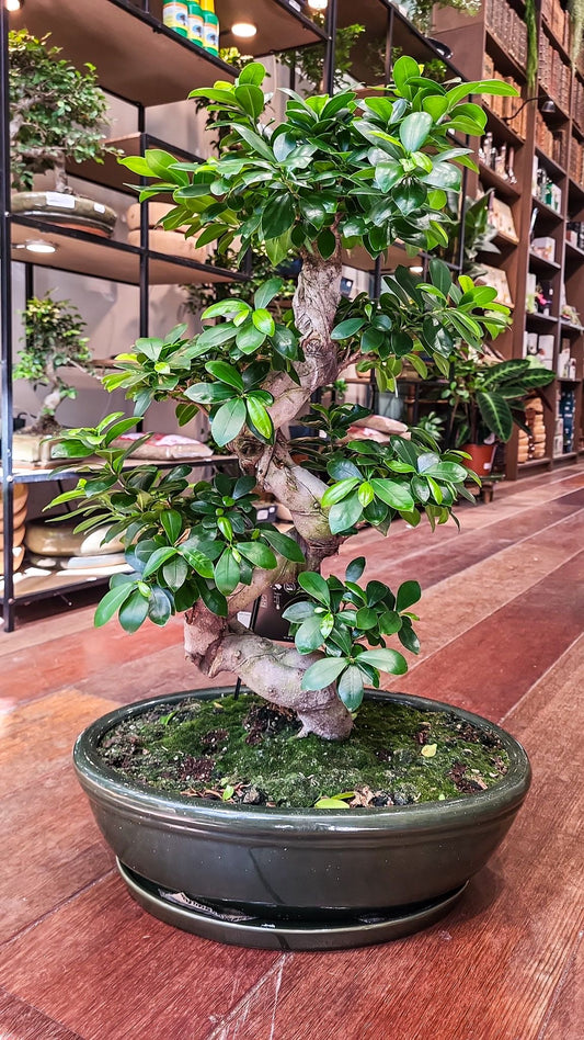 Large ficus bonsai