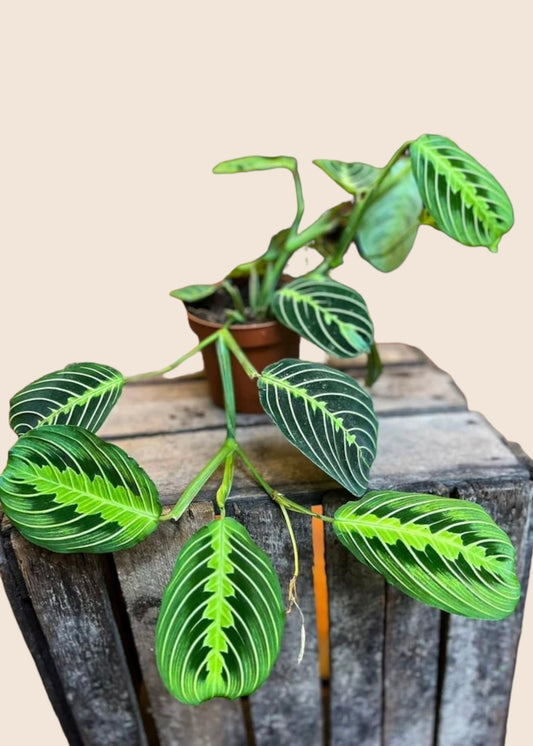 Maranta Lemon Lime