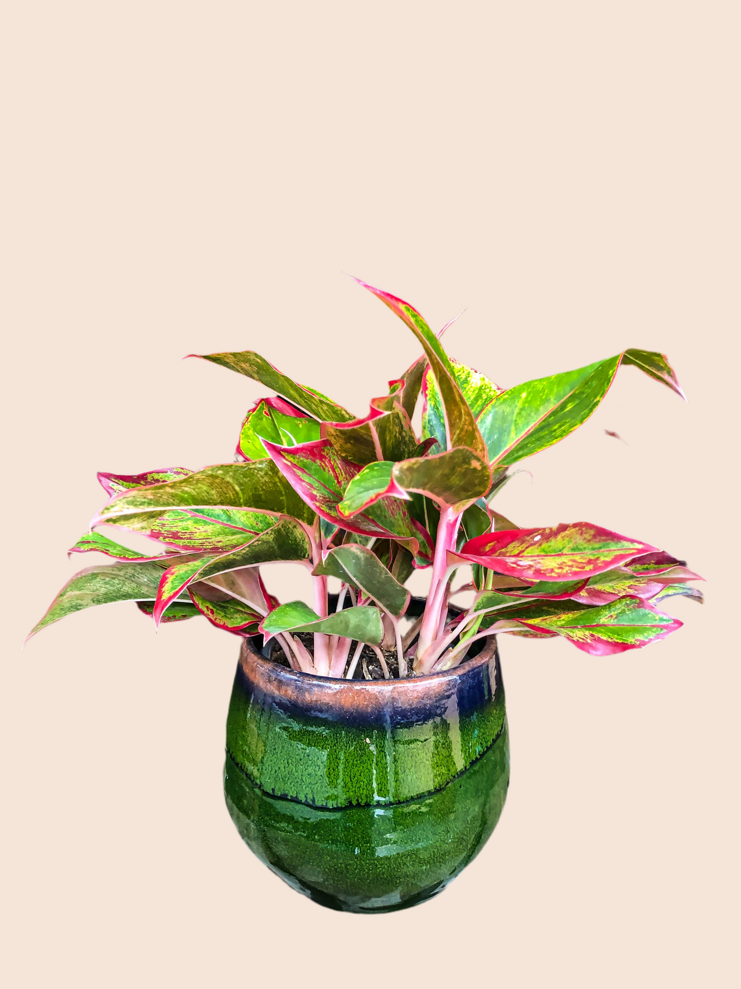 Aglaonema  Crète