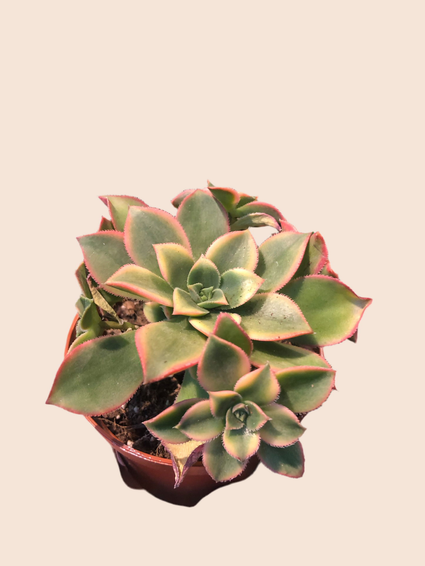 Aeonium tricolor