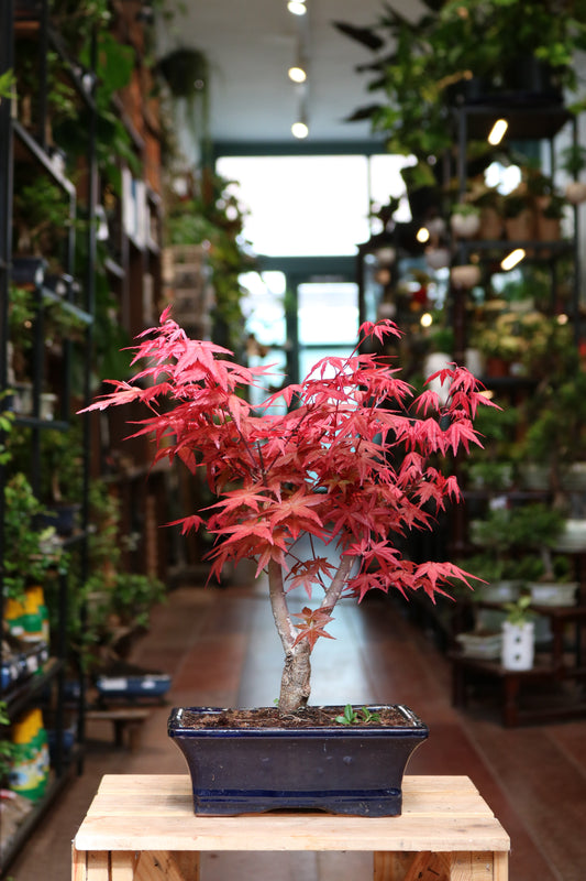 Acer (maple) Bonsai