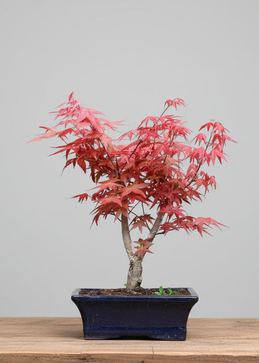 Acer (maple) Bonsai