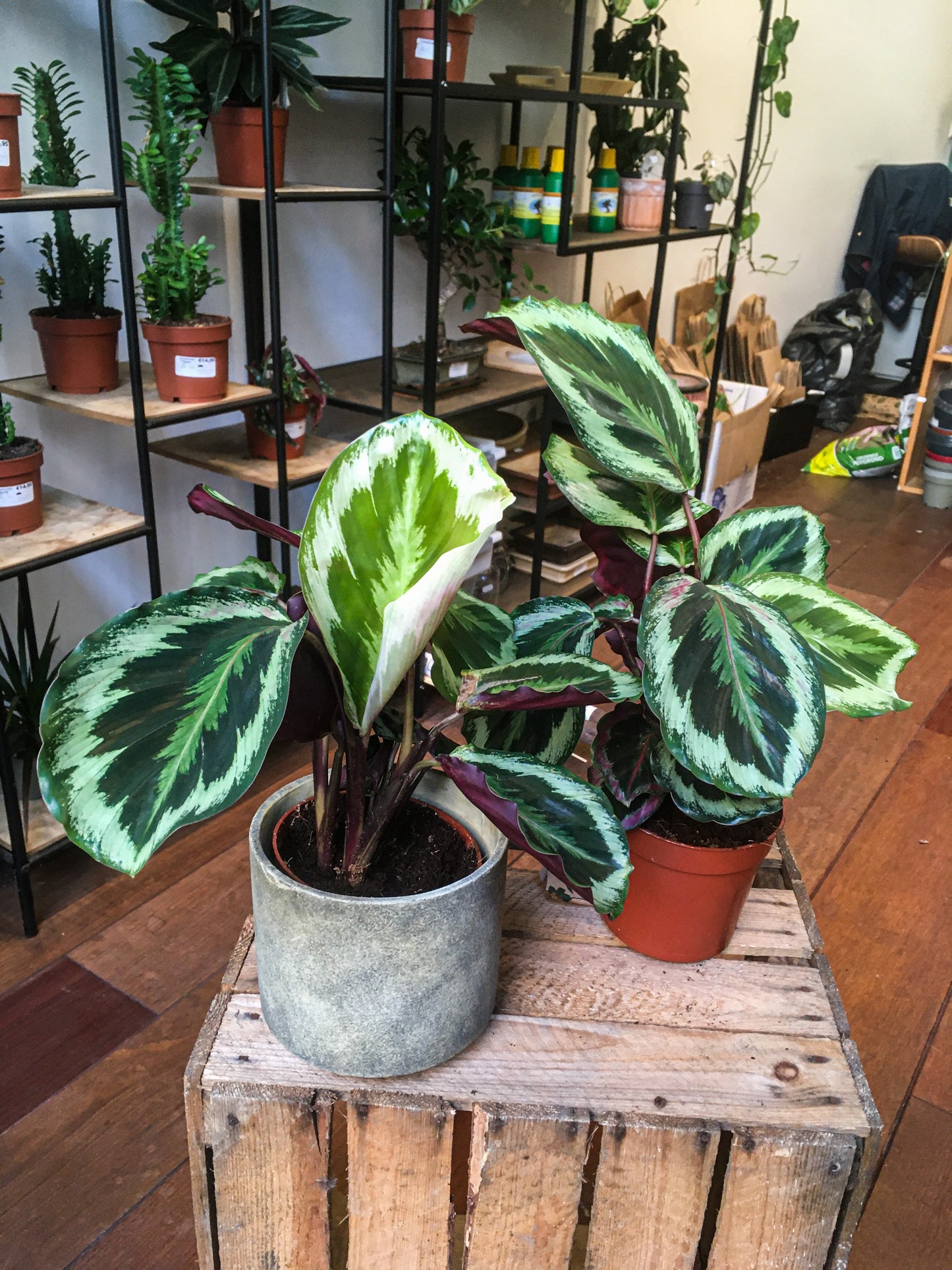 Calathea Medallion