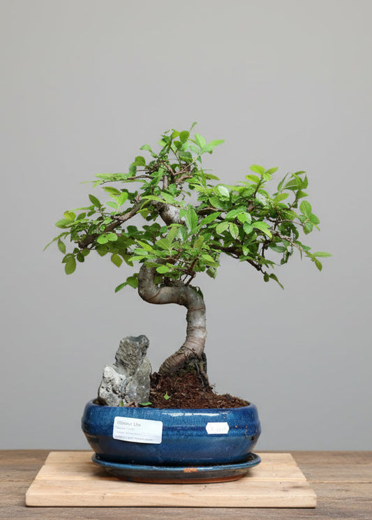 Chinese Elm Bonsai | Moyogi style (S-shaped, informal upright style) with rock