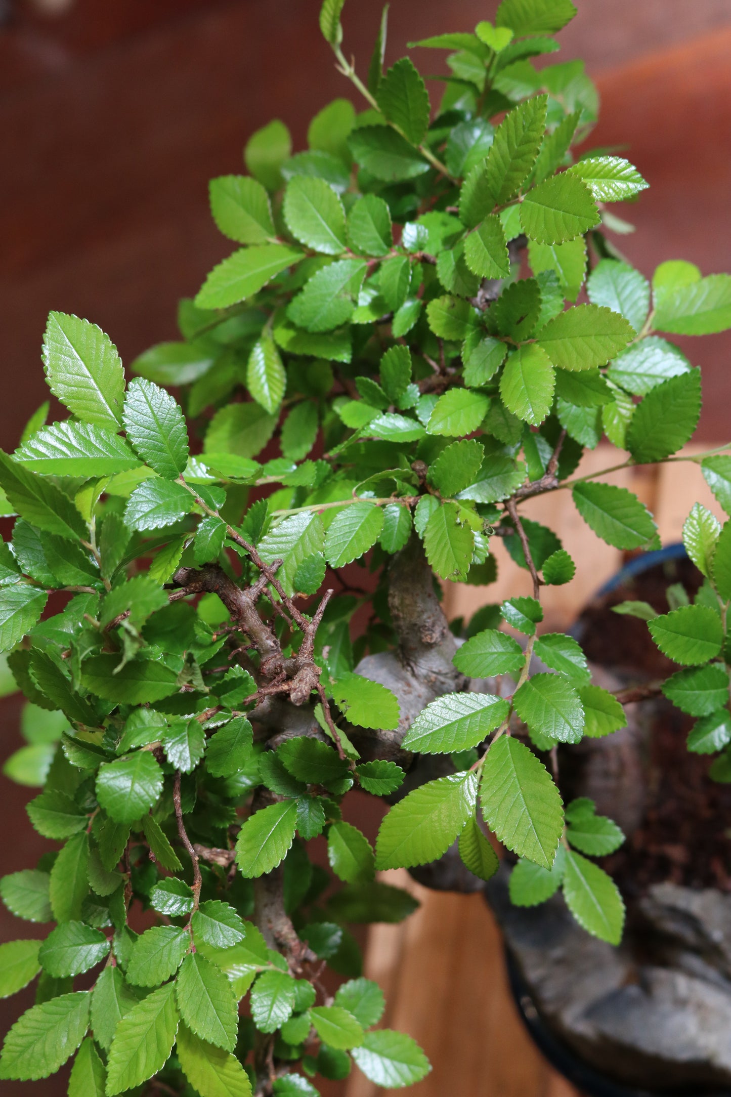 Chinese Elm Bonsai | Moyogi style (S-shaped, informal upright style) with rock