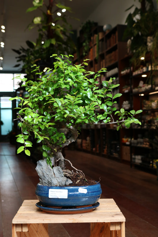 Chinese Sweet Plum Bonsai