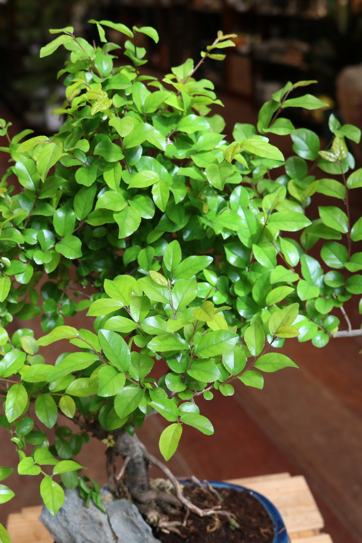 Chinese Sweet Plum Bonsai