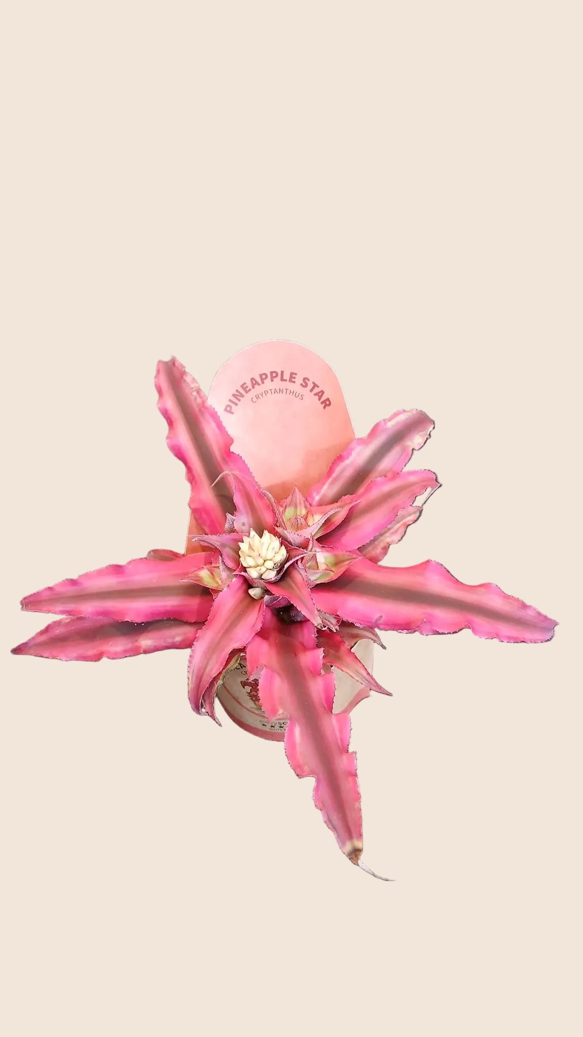 Cryptanthus - pineapple star
